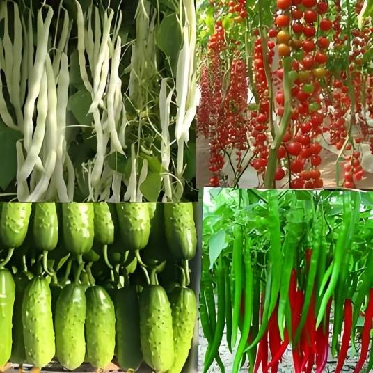 蔬菜水果种子