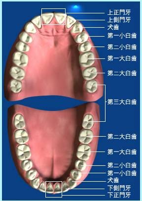 前臼齿