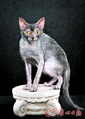 Lykoi