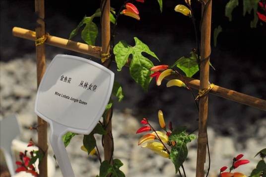 金鱼花（旋花科金鱼花属植物）