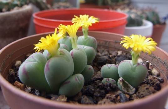 口笛（番杏科肉锥花属多肉植物）