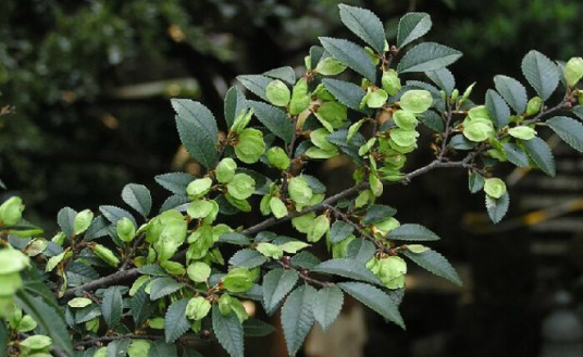 榔榆叶（荨麻目榆科植物）