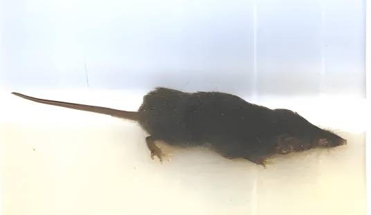 南小麝鼩