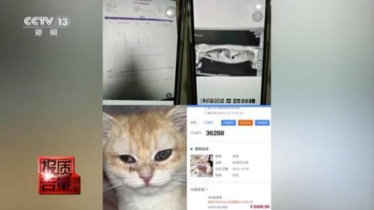 宠粮月付