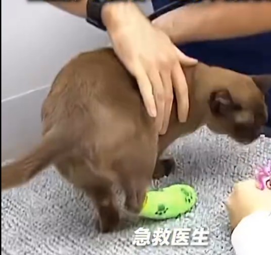 帕布（缅甸猫）