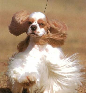 美国克卡长耳猎犬