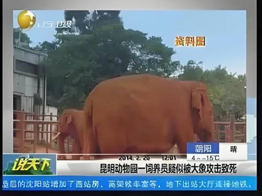 昆明动物园大象踩死相处10年饲养员