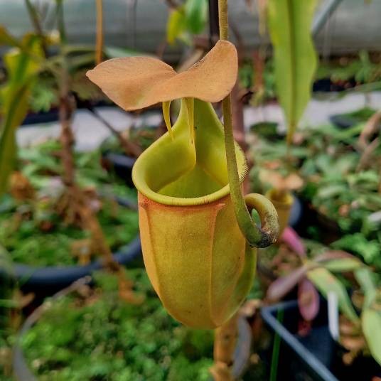 二齿猪笼草