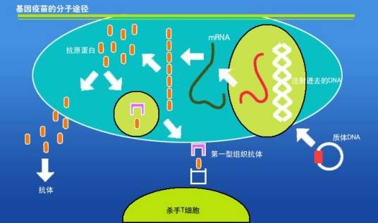 DNA疫苗（某种专门组分的裸露DNA编码的疫苗）