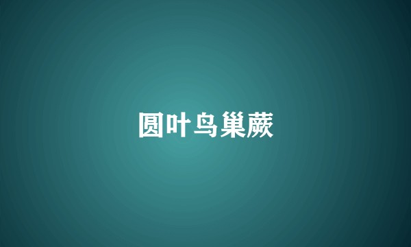 圆叶鸟巢蕨