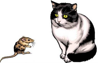 束氏畜猫
