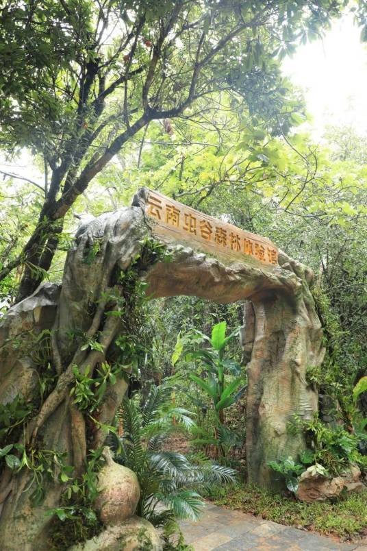 云南虫谷森林体验馆