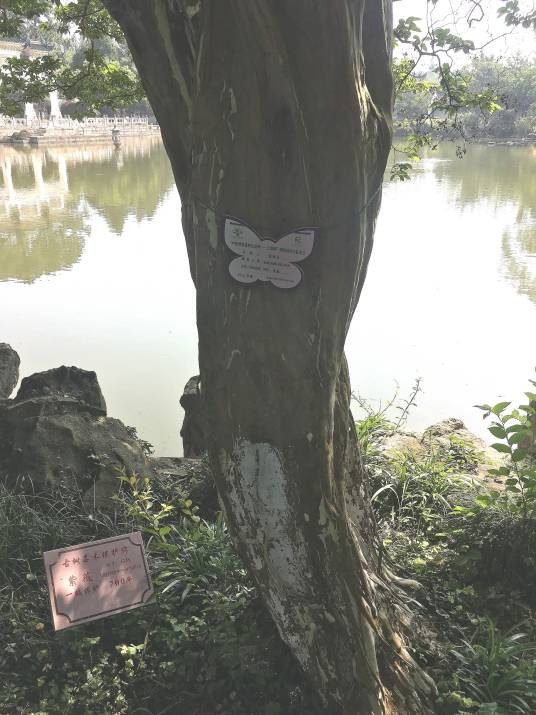 编号1238紫薇古树