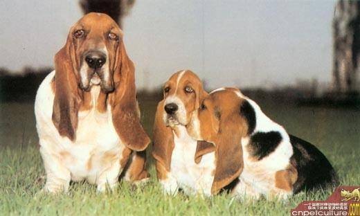 短脚长耳犬