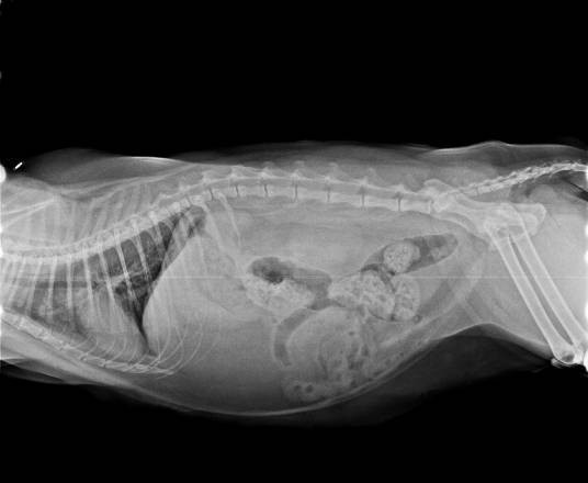 猫肺炎
