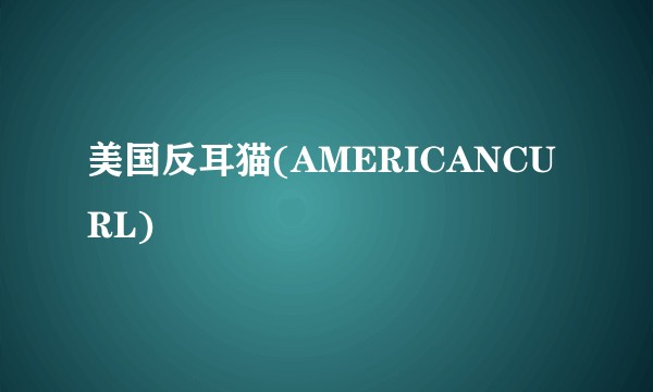 美国反耳猫(AMERICANCURL)