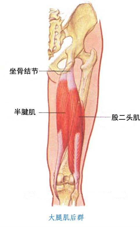 股二头肌肱肌