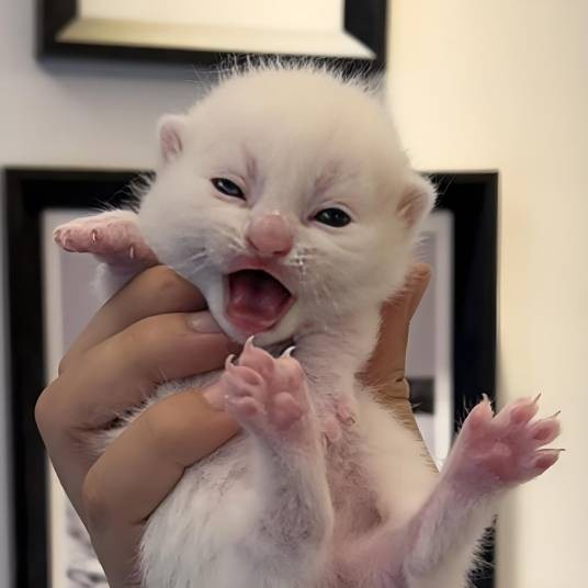 小奶猫成长日记