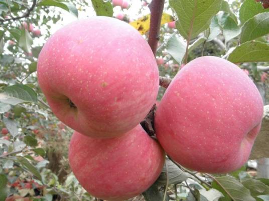 富县苹果