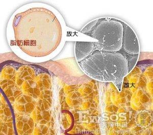 脂肪活细胞
