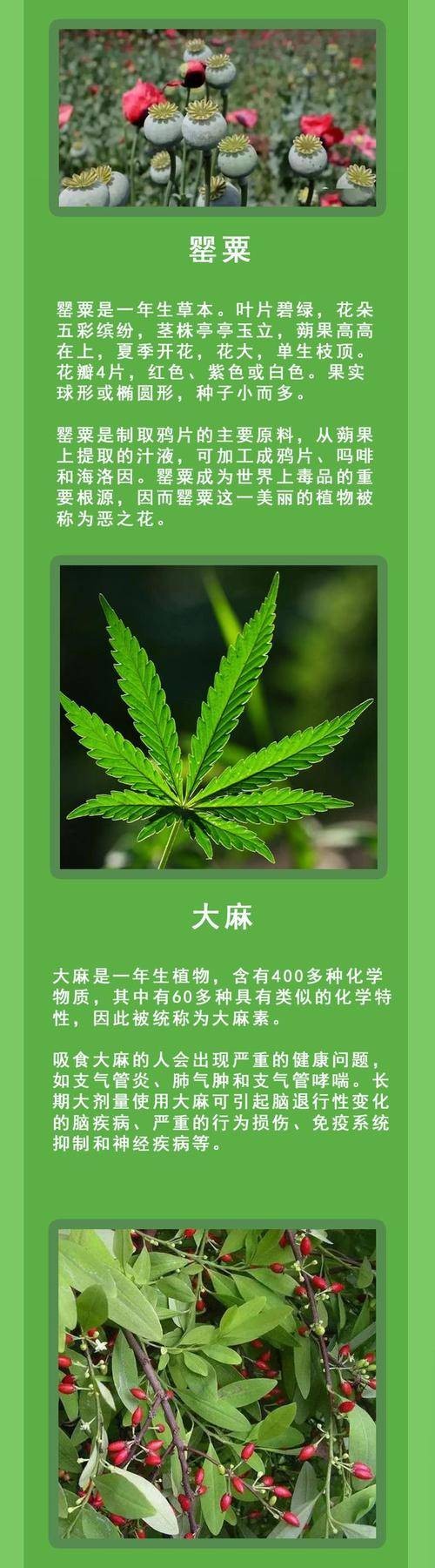 大麻（毒品原植物）