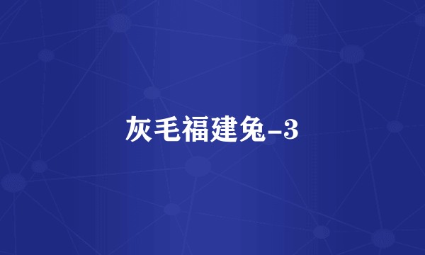 灰毛福建兔-3