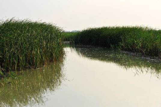 衡水湖湿地和鸟类保护区