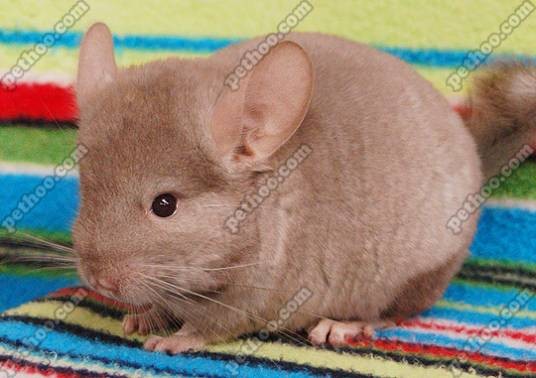 啡色龙猫