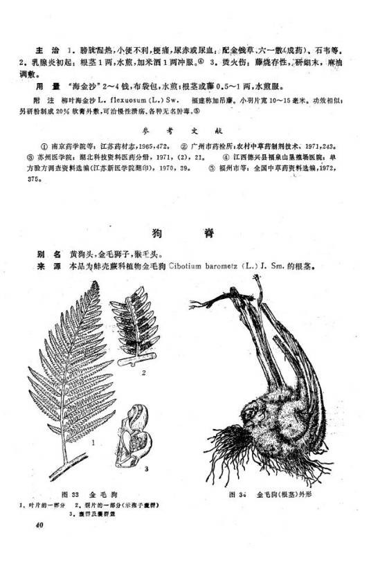 蚌壳蕨科