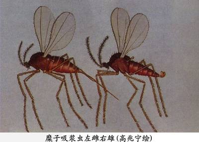 糜子吸浆虫