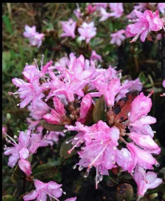 索玛花的花束花语