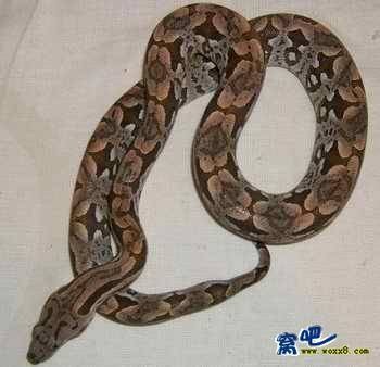 紫晶蟒