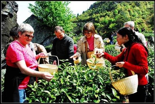 雾里青（皖茶）