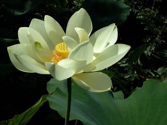 黄莲花（莲科莲属植物）