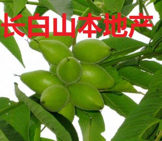 青皮核桃