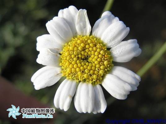 除虫菊