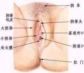 生殖整形