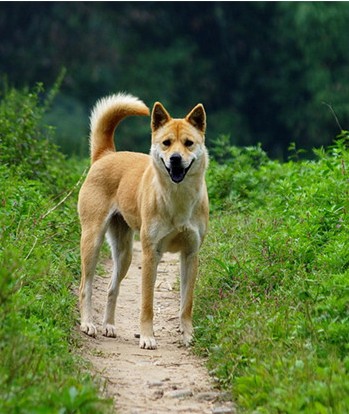 中华田园犬