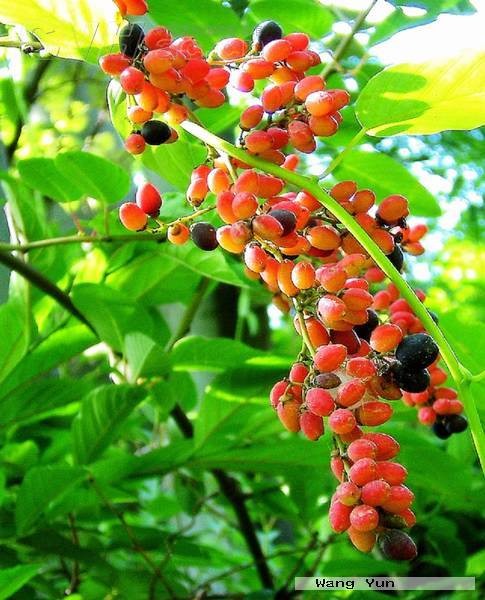 勾儿茶（鼠李科勾儿茶属植物）