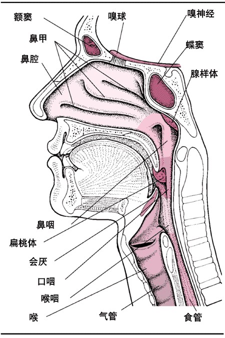 喉结核
