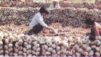 苍山大蒜（中国国家地理标志产品）