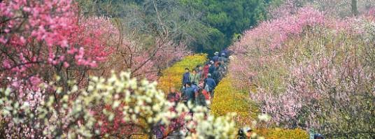 梅花谷
