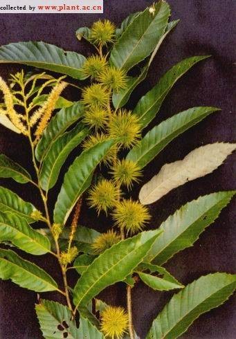 茅栗（壳斗科栗属植物）