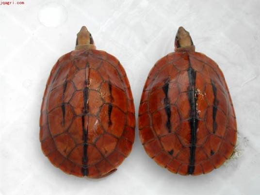 三线闭壳龟