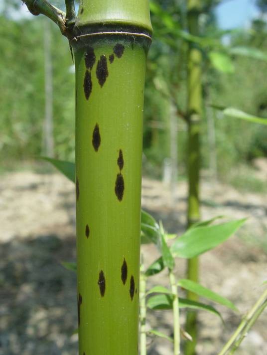 斑竹（禾本科刚竹属竹类植物）