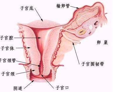 子宫体