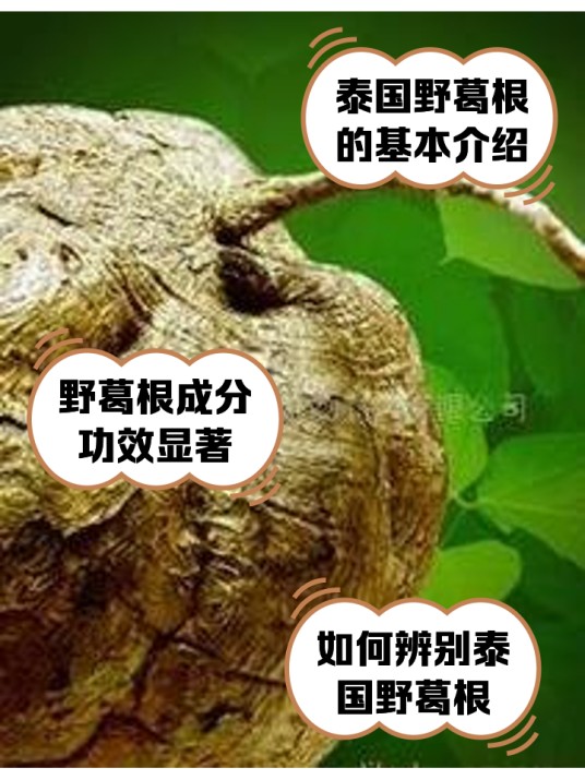 泰国野葛根