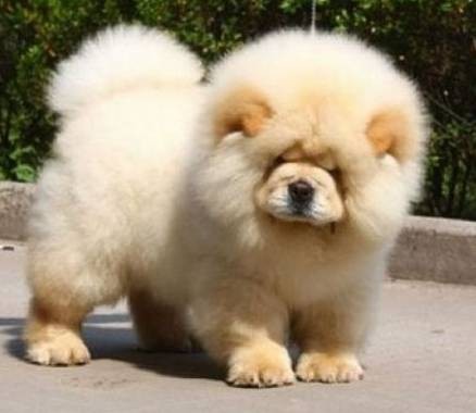 松狮犬（以独特蓝舌和环状领著称的中国犬种（犬科犬属动物））