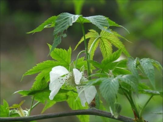 绞股蓝（葫芦科绞股蓝属植物）