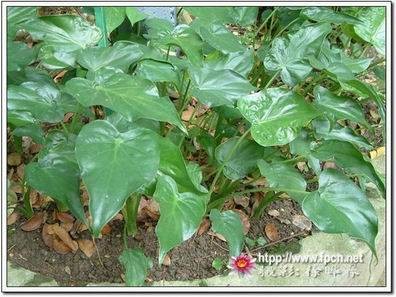 卜芥(天南星科海芋属植物)